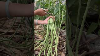 Harvesting string beans farming [upl. by Leirad136]