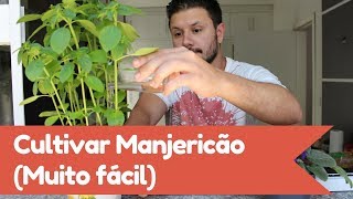 Manjericão Como Plantar e cultivar em vaso [upl. by Clarise]