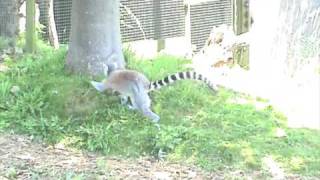 Lemur climbing tree Blackpool Zoo [upl. by Ainel]