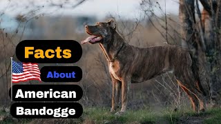 BANDOG Dog Facts In HINDI  American Bandogge Most Dangerous Dog Breed in The World 😱😱 [upl. by Marella28]