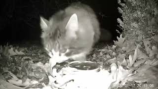 Sylvester the Stray Cat Disapproves of Frozen Water 😃 Like Subscribe apieceofpeace cat trailcam [upl. by Soneson322]