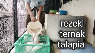 Rezeki Ternak Ikan Talapia Sustenance Of Tilapia Fish Farming [upl. by Bashemath]