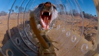 Genius Meerkats Solve Puzzles  BBC Earth [upl. by Alamaj259]