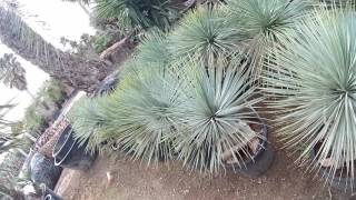 Yucca rostrata Beaked Yucca [upl. by Nataniel]