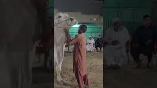 MashAllah Beautiful Cow 🔥 [upl. by Tips]