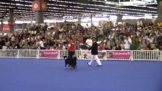 World Champion in Obedience 2011  Maren amp Amira [upl. by Dnalevets583]