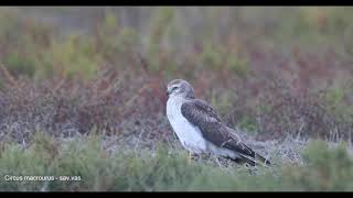 Pallid harrier [upl. by Ramah]