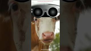 VR is used in some countries to get more milk from cows🐄🥛 shorts facts youtube viralshorts [upl. by Edy]