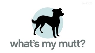 New App Identifies Dog Breeds [upl. by Alix444]