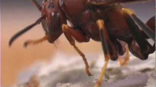 How to Identify Stinging Insects  Orkin Pest Control [upl. by Pallaton]