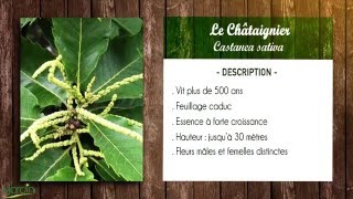 CHÂTAIGNIER Castanea sativa sa FICHE BOTANIQUE [upl. by Kcerred904]