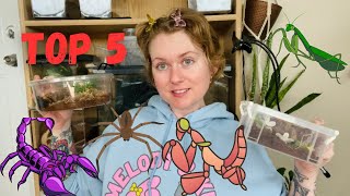 Top 5 Invertebrates for Beginners Spiders mantis tarantulas and scorpions [upl. by Stratton]