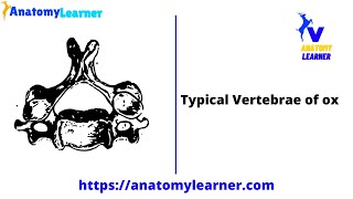 Typical vertebra of ox  Osteological Features with Labeled Diagram [upl. by Nimesh470]