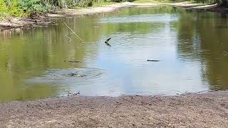 Babcock ranch eco tours So many animals and gators [upl. by Anicart893]