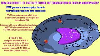 oxidized LDL particles change macrophage gene expression [upl. by Nnyrb589]