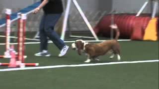 YABTC Agility June 2013 Bassett Hound [upl. by Eiramanin]