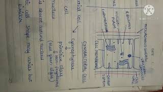 ultra structure of eukaryotic algal cell and cyanobacterial cell [upl. by Bard52]