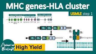 MHC gene expression  MHC polymorphism  HLA cluster  USMLE step 1 [upl. by Asillem49]