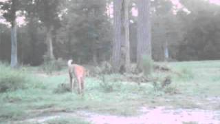 Longtailed Bobcat [upl. by Cawley]