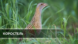 Коростель Corncrake [upl. by Idnahk]