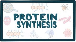 BIO Molecular  Protein Synthesis [upl. by Albin]