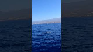 The Atlantic spotted dolphin 😍 tenerife ocean [upl. by Ikciv]