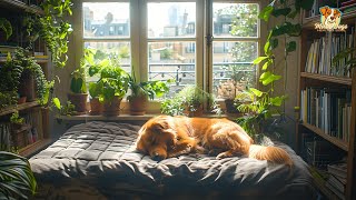 8 HOURS Of Deep Sleep 🐶 Relaxing Music Dogs To Anti Anxiety  Helps Dogs Live Longer And Friendlier [upl. by Lexine]