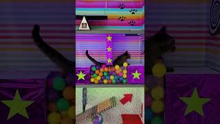 Cat Attempts Colourful Obstacle Course  1501954 [upl. by Cordy184]