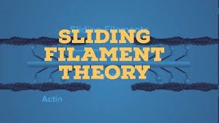 sliding filament theory [upl. by Nemrac]