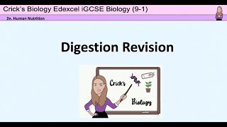 Digestion Revision GCSE Biology [upl. by Stanly]