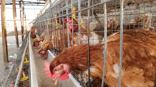 How The Rising Cost of Poultry Feed Is Impacting SmallScale Farmers [upl. by Edison]