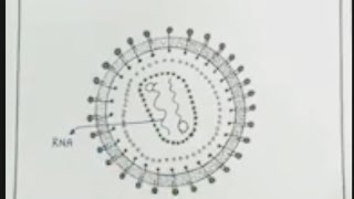 A diagrammatic of AIDS 🦠🦠🦠🦠🦠virus 😷😷 AIDS ka diagram 1 December world aids day [upl. by Gard]