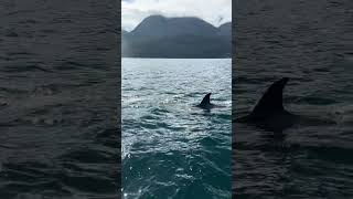 ORCAS SURROUND OUR BOAT [upl. by Leund]