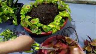 Creative Coleus Plant Ideas in a Pot Coleus Plant Care [upl. by Damahom941]