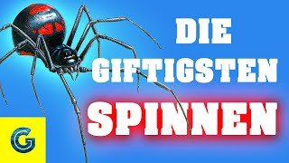 Die giftigsten Spinnen der Welt [upl. by Dav388]