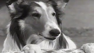 Lassie  Stablemates  Lassie English Full Episodes  Kids Cartoon  Old Cartoon 🐕 [upl. by Zingg]