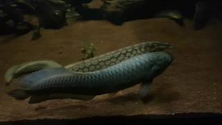 Feeding Ancient Fish Lungfish Gar African Arowana amp Bichirs [upl. by Longan241]