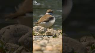 Flussregenpfeifer Überleben am Fluss ndr natur shorts artenschutz [upl. by Nirrak]