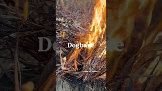 Doggone Dogbane dog nature wildlife survivalfire fire safety cool cracklingfire shorts [upl. by Omle]