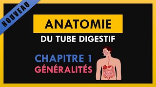 Anatomie Du Tube Digestif  Chapitre 1  Généralités [upl. by Norrie736]