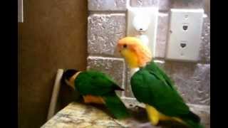 Caique Parrots Pumpkin and KabaPunks of the bird world [upl. by Yremogtnom]