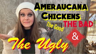 Ameraucana Chickens The Good The BAD amp THE UGLY [upl. by Sefton312]