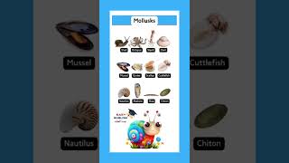 Mollusks vocabulary الرخويات [upl. by Paulson994]