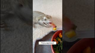 Dragon hack for those picky salad eaters 🥗 Link in bio Code Percy5 new cute beardie pets [upl. by Yelrebmik]