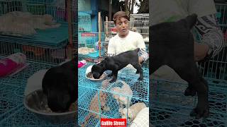 Pat Market Kolkata 😍lowest price puppy dogGallif Street dogs shorts viral dog dogs doglover [upl. by Kenelm]