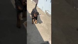 Rottweiler Daisy koe Ghumne nhi le gae to Rone lag gae 😭😱shorts rottweiler petlover [upl. by Nash]