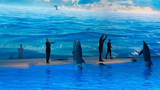 Dolphin Full Show at Kolmården Zoo [upl. by Ynney]