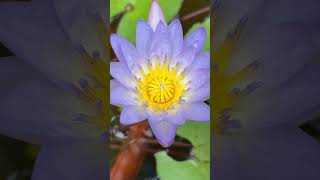 V2 tropical waterlily and lotus varieties  Aquatic plants and waterlilly collection [upl. by Albrecht]