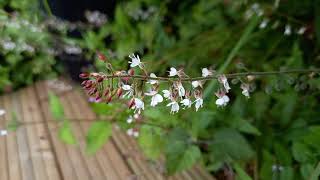 Uncovering the Magic of Enchanters Nightshade A Close Look at a Wildflower with charming Folklore [upl. by Aderfla]