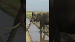 That splash from Amboseli 🥰like comment safarimoments youtubeshorts subscribe [upl. by Asilrak]